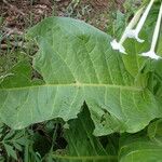 Nicotiana sylvestris Blad