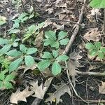 Panax quinquefolius Blad