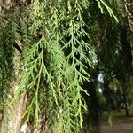 Cupressus pendula 葉