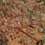 Lomatium congdonii