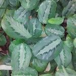 Maranta cristata Hoja