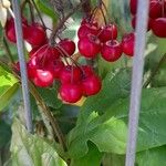 Ardisia crenata Vrucht