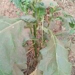 Solanum macrocarpon Blatt
