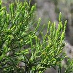 Erica arborescens Leaf