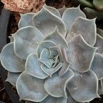 Echeveria lilacina Lapas