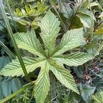 Filipendula rubra Leaf