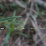 Setaria gausa Flower