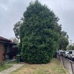 × Hesperotropsis leylandii Leaf