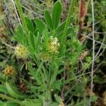 Anthyllis cornicina 花