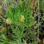 Hymenocarpos cornicinus Flower