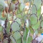 Kalanchoe laxiflora Leaf