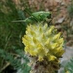 Astragalus alopecurus Blomst