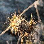 Centaurea melitensis Kvet