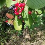 Viburnum lantana Frukt