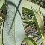 Salix eriocephala Leaf