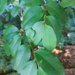 Chrysophyllum hirsutum Leaf