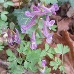 Corydalis solida Elinympäristö