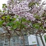 Paulownia tomentosaLeaf