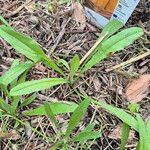 Centaurea cyanus List