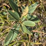 Boscia mossambicensis Hoja