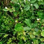 Rubus argutus Habit