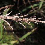 Paspalum urvillei Плод