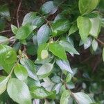 Abelia x grandiflora Leaf