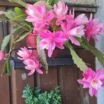 Disocactus phyllanthoides Blüte