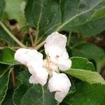 Malus domestica Flower