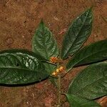Eumachia obanensis Habit