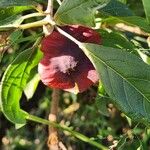 Terminalia prunioides Fruit