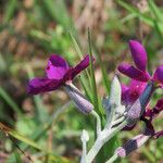 Matthiola incana Flor