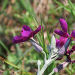 Matthiola incana Kukka