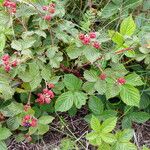 Rubus divaricatus Агульны выгляд