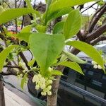 Halesia carolina Leaf