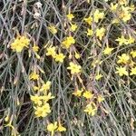 Jasminum nudiflorum Habit