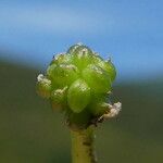 Ranunculus aquatilis Fruto