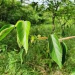 Acalypha crenata Lapas