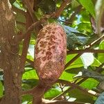 Dacryodes edulis Fruit
