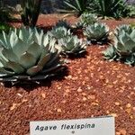 Agave flexispina Other