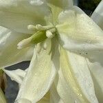 Yucca filamentosa Kwiat