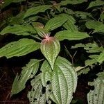 Clidemia septuplinervia Hoja