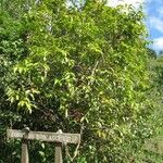 Syzygium cymosum Агульны выгляд