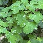 Aquilegia nigricansBlad