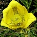 Anemone alpina Çiçek