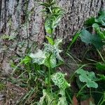 Silybum marianum Habitatea