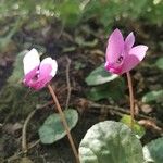 Cyclamen purpurascensFlor