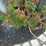 Euphorbia milii Квітка