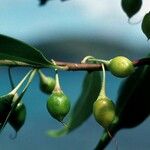 Bontia daphnoides Fruit