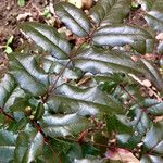 Berberis aquifolium पत्ता